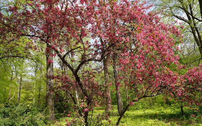 Frühling, Blüte, Bäume, Servus