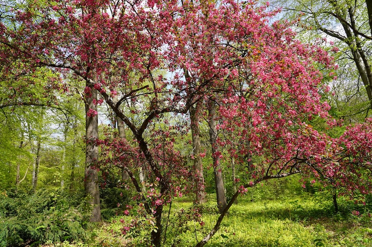 Frühling, Blüte, Bäume, Servus