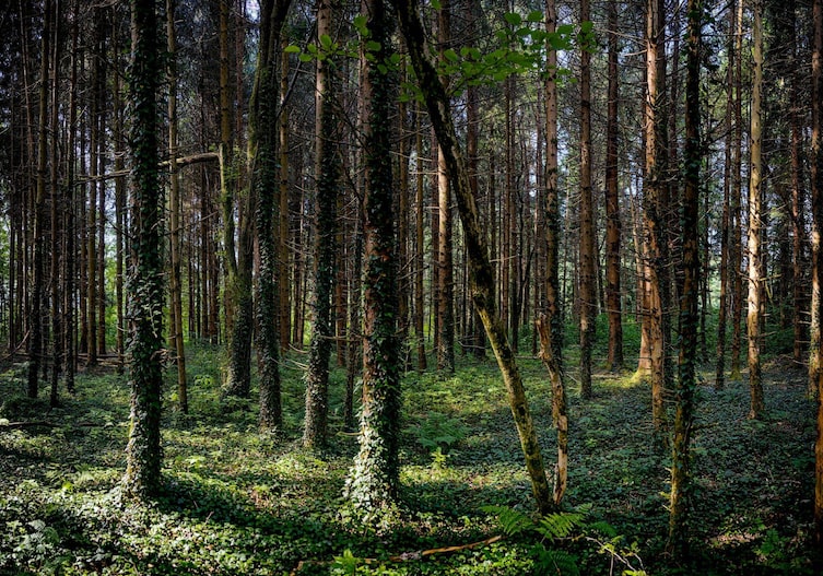 Haidholzener Wald, Forst, Nadelwald, Bayern, Stephanskirchen