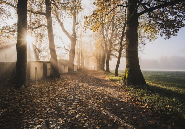 Hellbrunner Allee in Salzburt im Herbst in den Morgenstunden fotografiert, Die Sonne scheint durch die Bäume, es liebt Nebel über den Wiesen