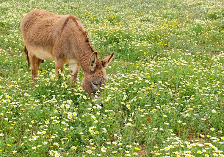 Ein brauner Esel, der mitten in einem blühenden Margeritenfeld steht und frisst.