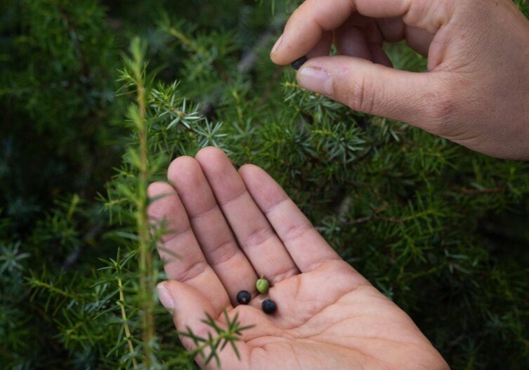 Wacholderstrauch von der Nähe fotografiert, davor ist eine Handfläche in der gepflückte Wacholderbeeren liegen, die andere Hand hält eine Wacholderbeere zwischen Zeigefinger und Daumen