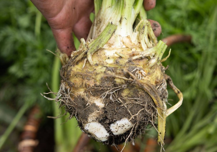 Frisch geerntete Sellerieknolle