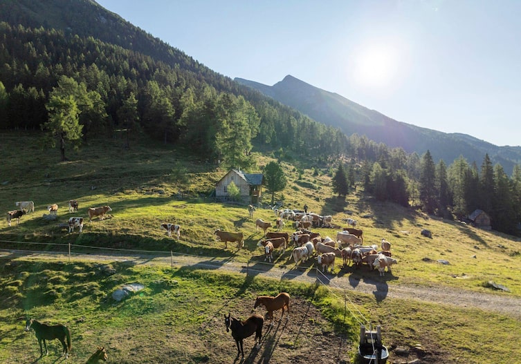 Almauftrieb mit Kühen, die Kühe stehen auf einer Wiese auf der auch eine Koppel mit Pferden abgesteckt ist, dazwischen läuft ein Weg durch.