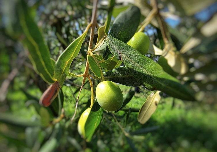 Grüne Olive auf einem Olivenzweig