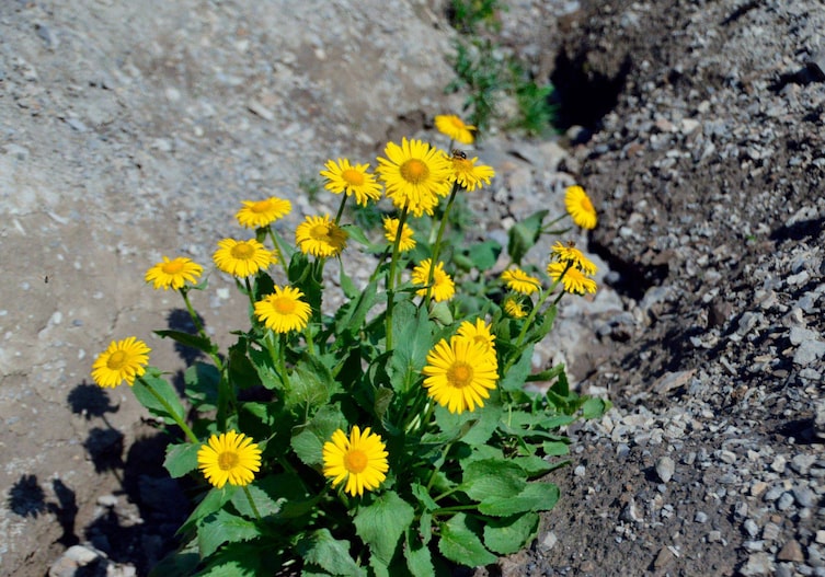 Gelb blühender Arnika in einem kleinen Erdgraben.