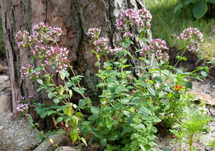 Hellrosa blühender Dost vor einem alten Baum gepflanzt. Die Blüten sind zart und zu kugelförmigen Dolden angereiht.