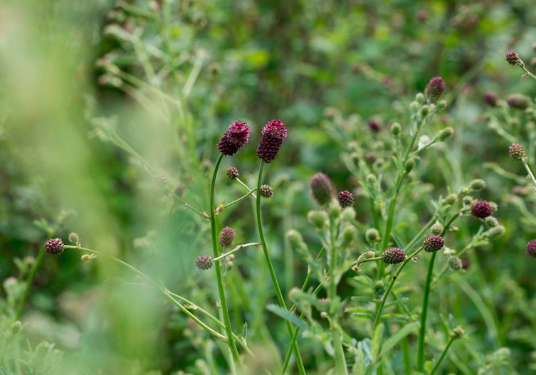 Weinrot blühender Großer Wiesenkopf
