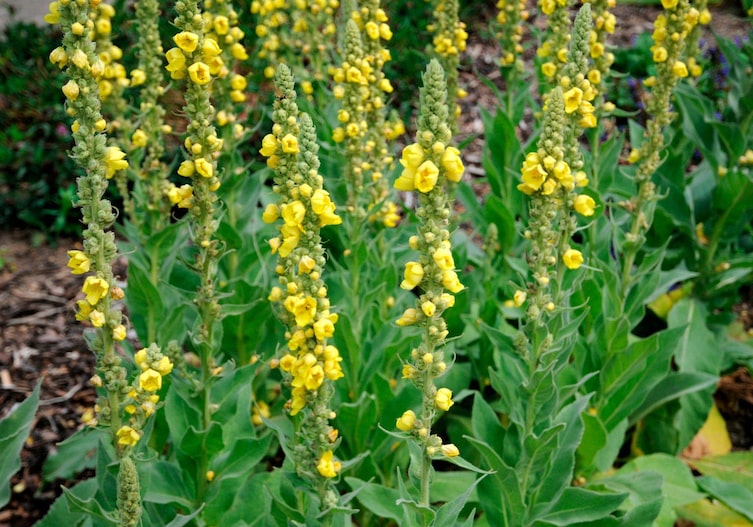 Nahaufnahme von ganz vielen gelb blühenden Königskerzen, die nah nebeneinander stehen.