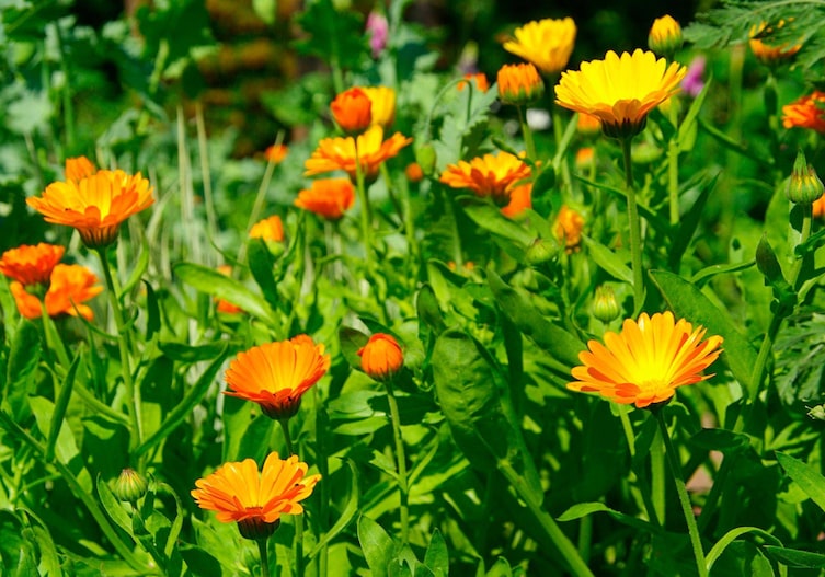 Orange und gelb blühende Ringelblumen und Knospen.