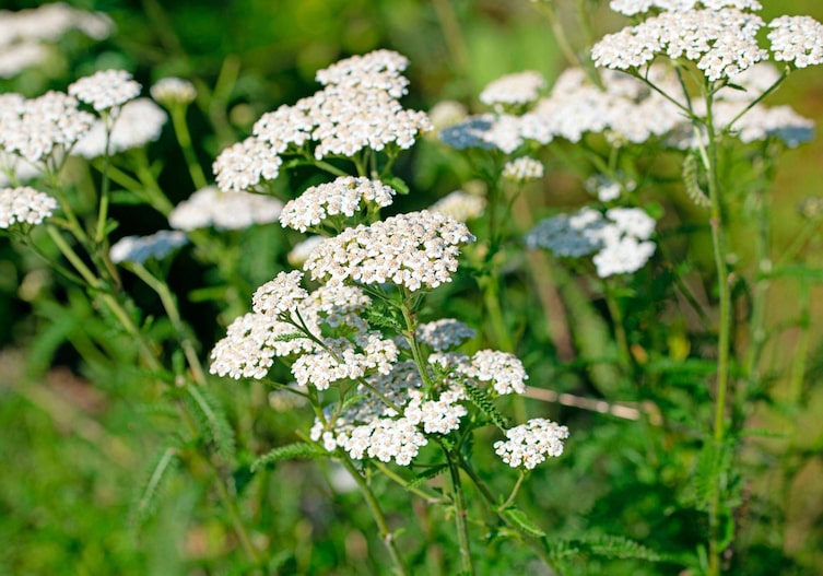 Weiß blühende Schafgarbe, langstielig, mit feinen federähnlichen, feinblättrigen Blättern