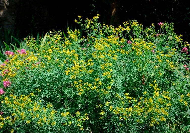 Ein großer Busch gelb blühende Weinraute.