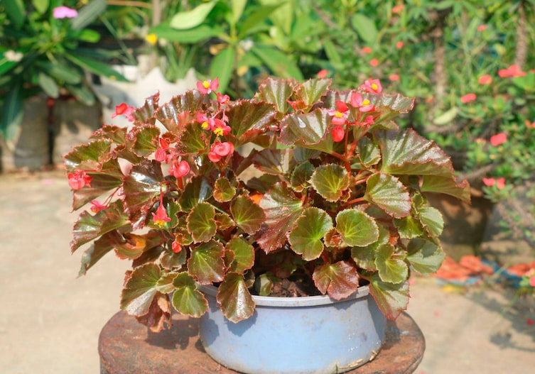 Rot blühende Begonie in einem Topf
