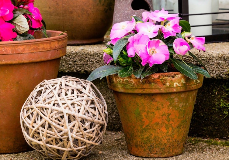 Rosa blühendes fleissiges Lieschen in einem alten Tontopf auf einer Steinstiege