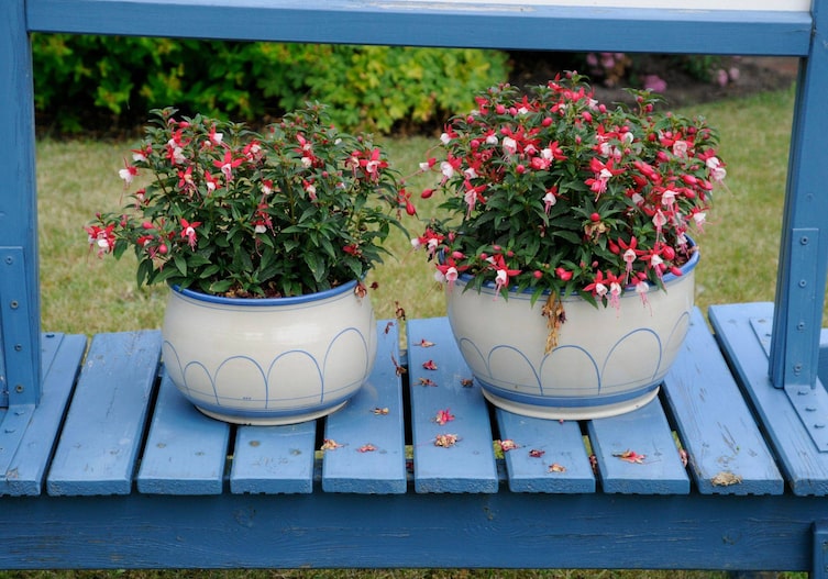Rote Fuchsien in einem blau-weißen Keramiktopf auf einer blau gestrichen Holzbank