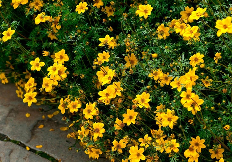 Üppig blühender Goldmariestrauch