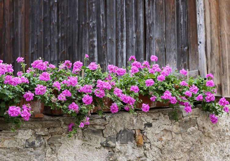 Lila blühende Pelargonien auf einer Steinmauer nacheinander in Balkonkisterln gereiht