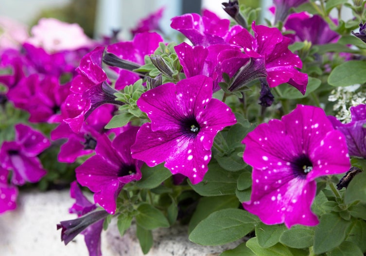 Violett blühende Petunien.