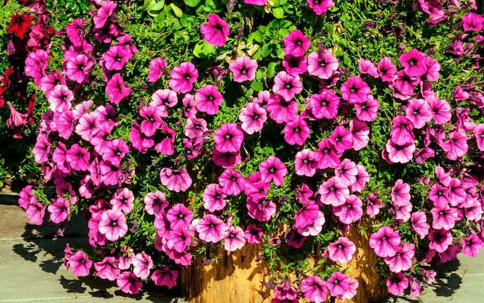 Rosa Petunien in einem Topf, der au feinem Holzstück steht