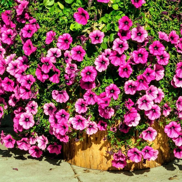 Rosa Petunien in einem Topf, der au feinem Holzstück steht
