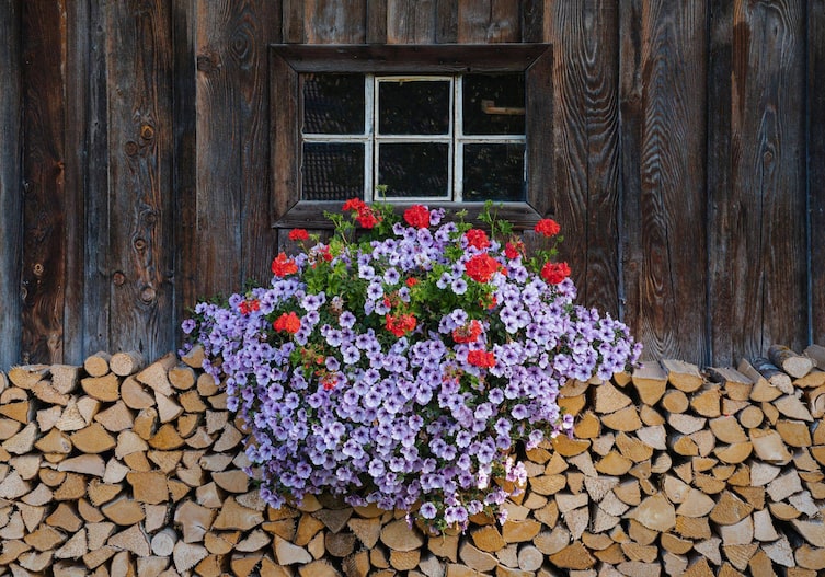 Ein altes Fenster in einer Holzfassade, davor ist Holz gestapelt und üppiger lila Sulfinienstock mit roten Pelargonien