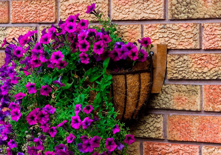 Violette Zauberglöckchen in einem Hängetopf an der Wand