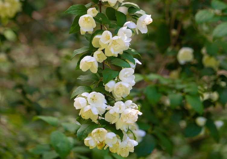 Blühender weißer Falscher Jasmin