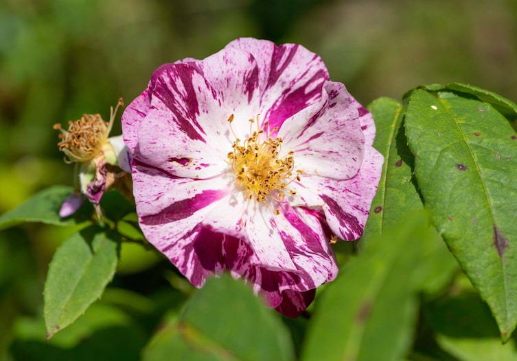 Pink-weiß gefleckte Rose