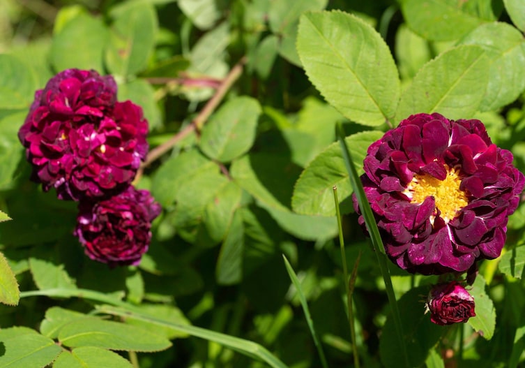 dick gefüllte weinrote Rose mit gelber Mitte