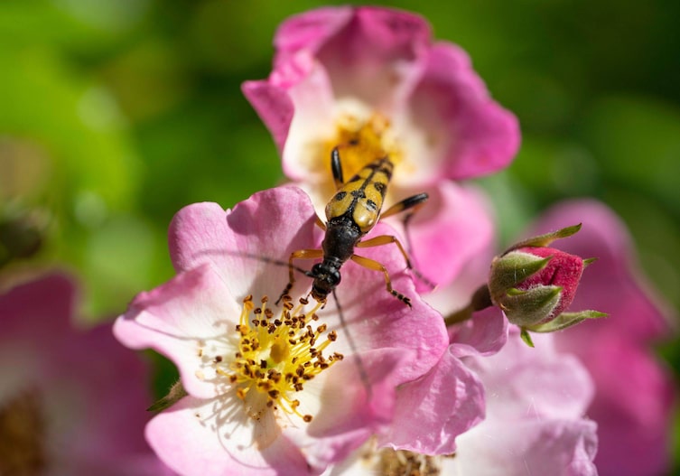 Nahaufnahme einer rosa Wildrose mit einem geflecktem Schafbock