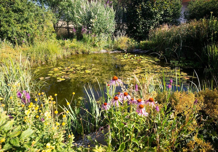 Ein Naturteich im Hochsommer mit vielen Seerosen, Ecchinacea und anderen Staudenblühern.