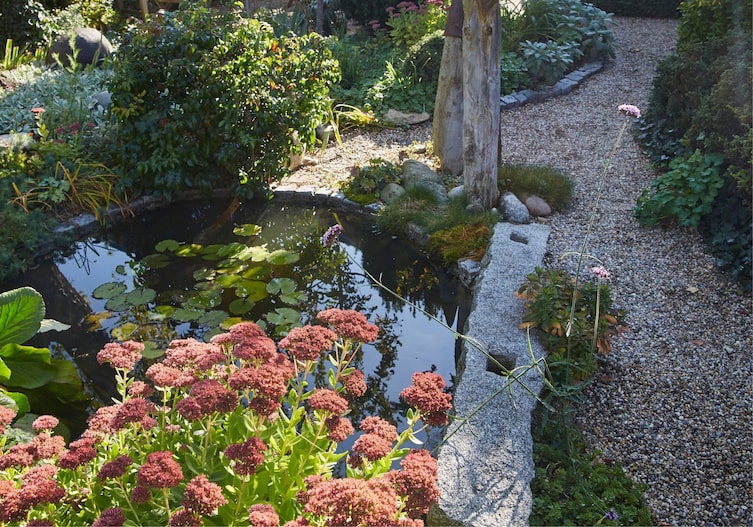 kleiner Gartenteich mit Kiesweg drumherum, es ist Sommer eine Fetthenne steht neben dem kleinen Teich in voller Blüte.
