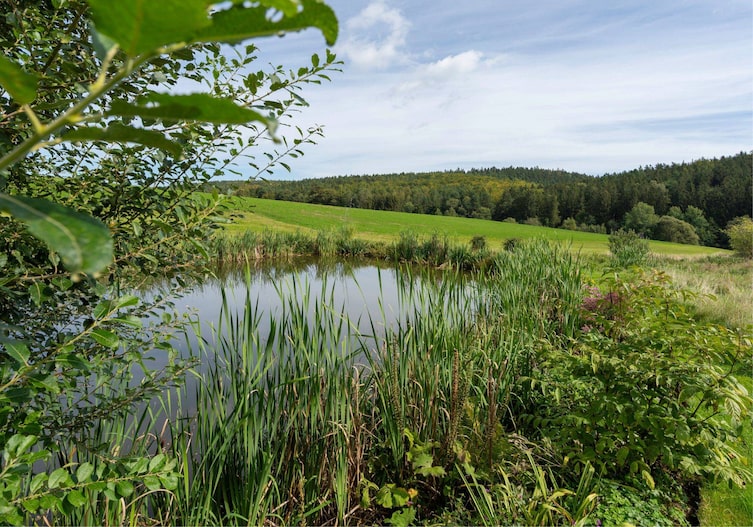 Großer Schwimmteich auf einer großen Wiese, drumherum wächst viel Seegras, dahinter ist eine Wiese und Wald zu sehen. Es ist Hochsommer.