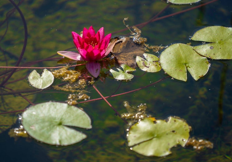 Rosa Seerose im Gartenteich.