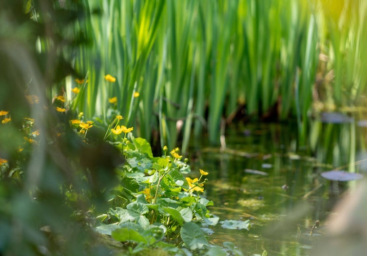 Blick auf ein kleines Feld Sumpfdotterblumen am Rand eines Teiches, im Hintergrund ist en wenig wasser und viel Grünes zu sehen.