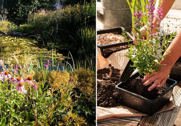 Gartenteich mit Seerosen und viel Pflanzenwuchs im Hochsommer. Daneben ein Foto in dem zwei Frauenhände gerade eine lila blühende Teichpflanze in einen Pflanzkorb setzen.