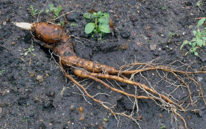 Garten, Gartenwissen, Alraune, Mandragora, Pflanze, Gewächs, Wurzel