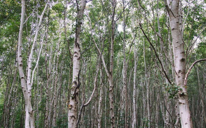 Birke, Birkenwald, Birkenbäume, Birkenarten