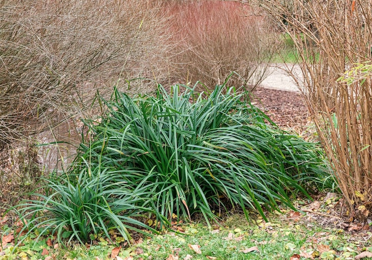 Riesenegge im herbstlichem Garten