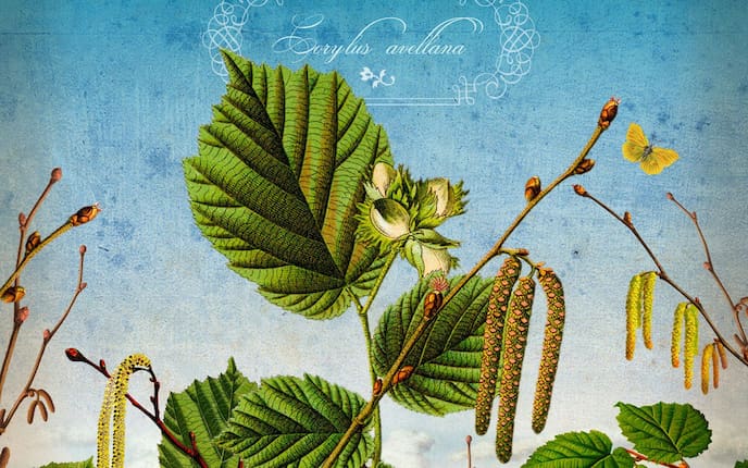 Hasel, Gemeine Hasel, Illustration, Haselzweig mit Blättern, unreifen Früchten, Schmetterling