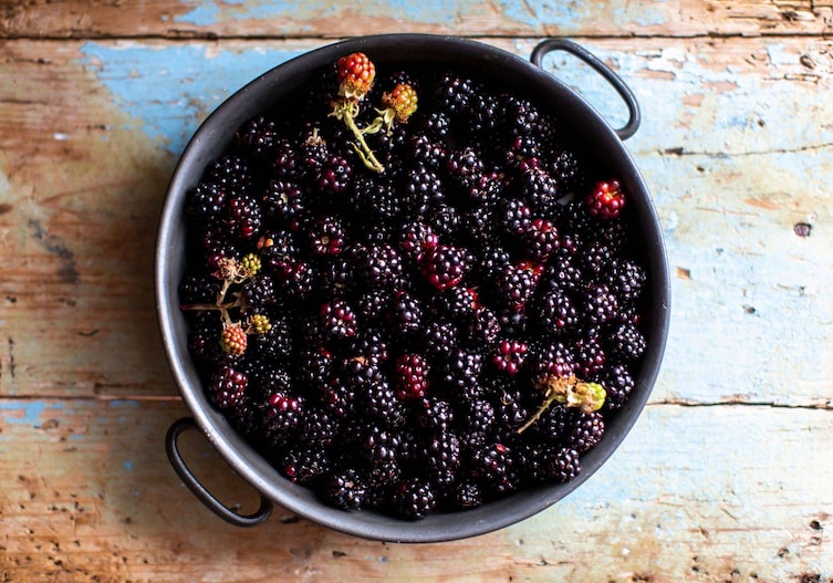 Ein Emaille-Weidling mit Griffen voller frischer Brombeeren.