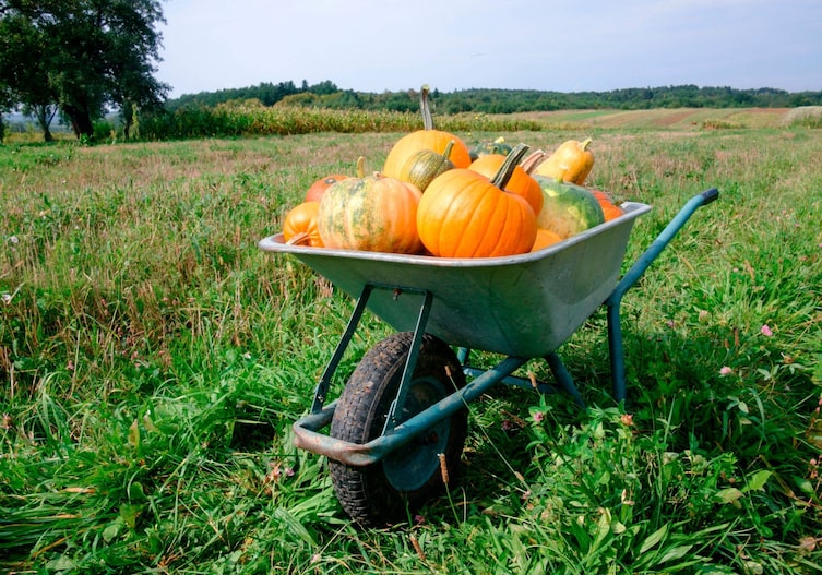 Reife, orange runde Kübisse in einer Scheibtruhe, die mitten auf einem grünen Feld steht.