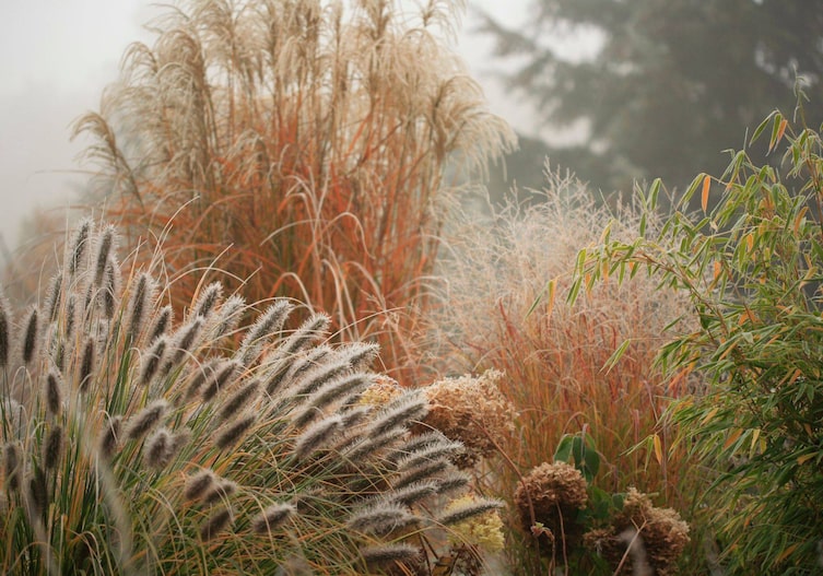 Verschiedene Gräser und Sträucher im Garten mit herbstllichen Raureif am Morgen.