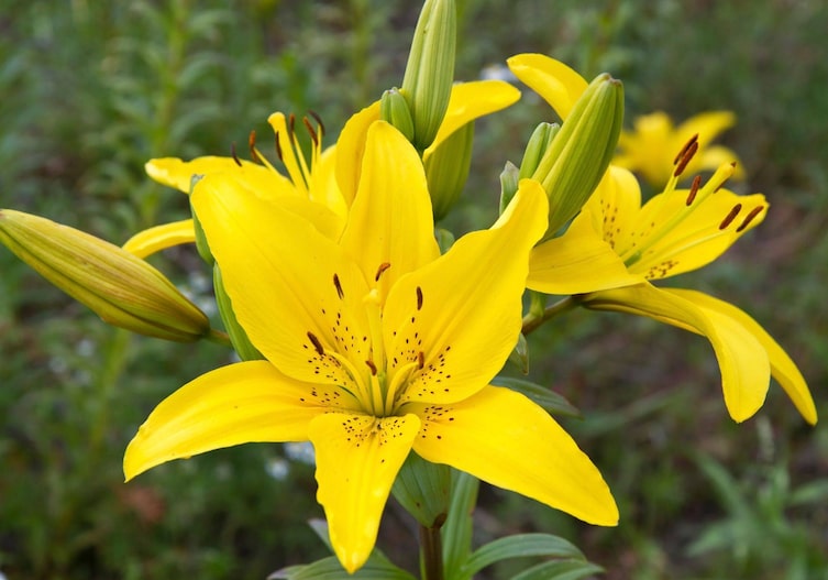 drei große gelbe Tageslilienblüten und mehrere geschlossene in Großaufnahme