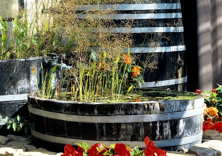 Garten, Gartenwissen, Miniteich, Wasserpflanzen, Wasser, Teichpflanzen, Holzfass