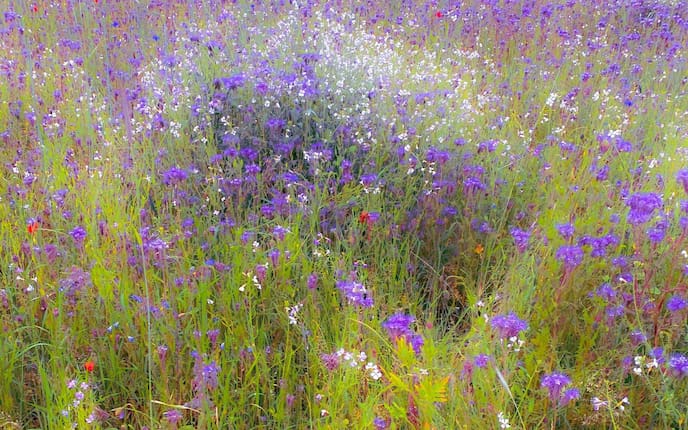 Blumenwiese, Blumen, Wiesenblumen, Wiese, Garten, Gartenwissen