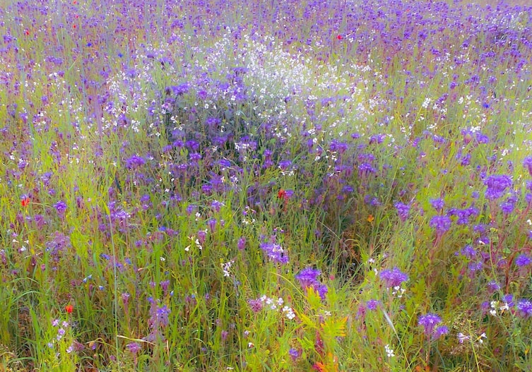 Blumenwiese, Blumen, Wiesenblumen, Wiese, Garten, Gartenwissen