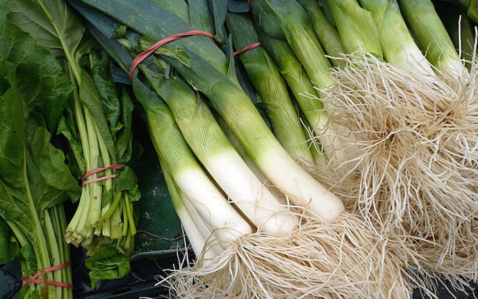 Garten, Gartenwissen, Pflanzenwissen, Gemüse, Lauch, Porree