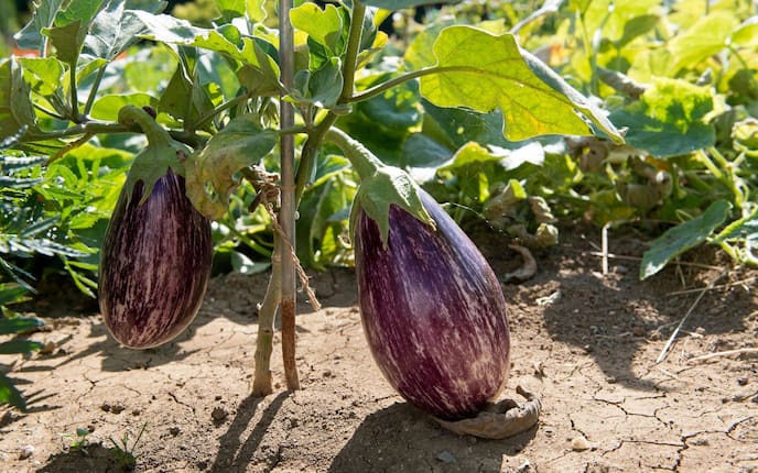 Garten, Gartenwissen, Aubergine, Melanzani, Gemüse