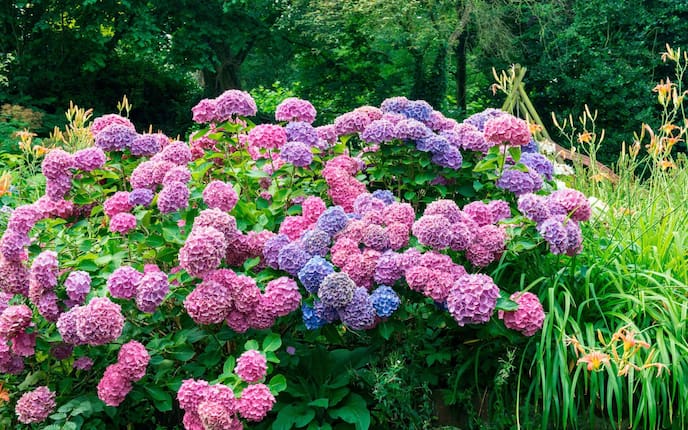Garten, Gartenwissen, Sträucher, Blumen, Hortensie